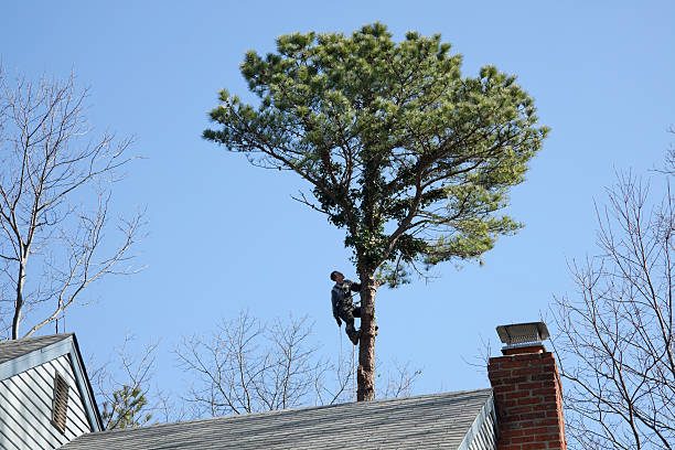 Trusted El Monte, CA Tree Care Experts