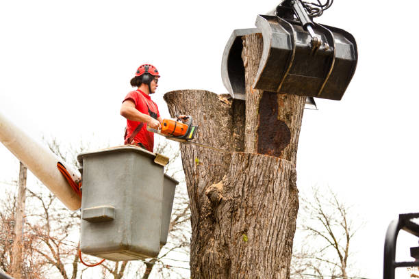 Best Tree Risk Assessment  in El Monte, CA